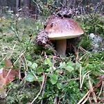 Fachwerkhaus Paula Mit Blick Auf Wasser By Interhome *